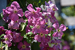 Mazurek Clematis (Clematis viticella 'Mazurek') at Lakeshore Garden Centres