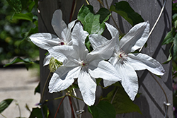 Tsukiko Clematis (Clematis 'Evipo110') at Lakeshore Garden Centres