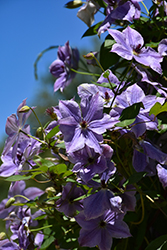 Vancouver Sea Breeze Clematis (Clematis 'Vancouver Sea Breeze') at Lakeshore Garden Centres