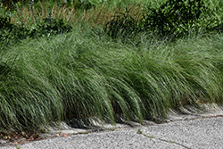 Prairie Dropseed (Sporobolus heterolepis) at Lakeshore Garden Centres