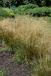 Tufted Hair Grass (Deschampsia cespitosa) at Lakeshore Garden Centres
