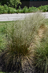 Schottland Hair Grass (Deschampsia cespitosa 'Schottland') at Lakeshore Garden Centres