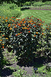 Bleeding Hearts False Sunflower (Heliopsis helianthoides 'Bleeding Hearts') at Lakeshore Garden Centres