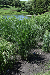 Cloud Nine Switch Grass (Panicum virgatum 'Cloud Nine') at Lakeshore Garden Centres