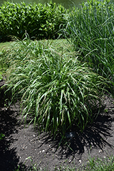 Cape Breeze Switch Grass (Panicum virgatum 'Cape Breeze') at Lakeshore Garden Centres