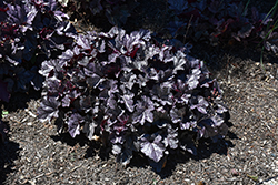 Dolce Frosted Berry Coral Bells (Heuchera 'Frosted Berry') at Lakeshore Garden Centres