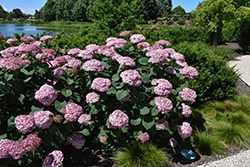 Invincibelle Spirit II Hydrangea (Hydrangea arborescens 'NCHA2') at Lakeshore Garden Centres