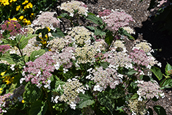Invincibelle Lace Hydrangea (Hydrangea arborescens 'SMNHRLL') at Lakeshore Garden Centres