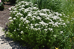 Narrow Leaf Mountain Mint (Pycnanthemum tenuifolium) at Lakeshore Garden Centres