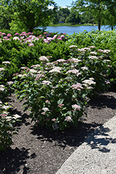 Invincibelle Lace Hydrangea (Hydrangea arborescens 'SMNHRLL') at Lakeshore Garden Centres