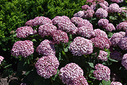 Incrediball Blush Smooth Hydrangea (Hydrangea arborescens 'NCHA4') at Lakeshore Garden Centres