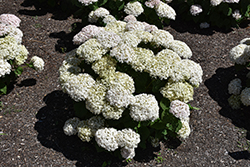 Invincibelle Wee White Hydrangea (Hydrangea arborescens 'NCHA5') at Lakeshore Garden Centres