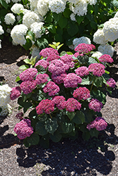 Invincibelle Mini Mauvette Hydrangea (Hydrangea arborescens 'NCHA7') at Lakeshore Garden Centres