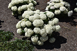 Invincibelle Limetta Hydrangea (Hydrangea arborescens 'NCHA8') at Lakeshore Garden Centres