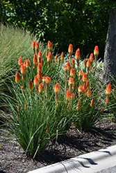 Pyromania Backdraft Torchlily (Kniphofia 'Backdraft') at Lakeshore Garden Centres