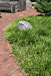 Pee Dee Gold Ingot Lily Turf (Liriope muscari 'Pee Dee Gold Ingot') at Lakeshore Garden Centres