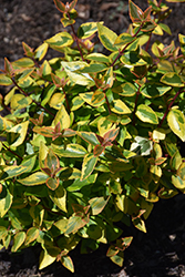 Brilliantina Abelia (Abelia x grandiflora 'KEYFLY') at Lakeshore Garden Centres
