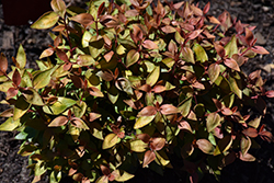 Poco Loco Abelia (Abelia x grandiflora 'SMNAGBT') at Lakeshore Garden Centres