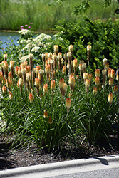 Pyromania Hot and Cold Torchlily (Kniphofia 'Hot and Cold') at Lakeshore Garden Centres
