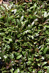 Feathered Friends Noble Nightingale Bugleweed (Ajuga 'Noble Nightingale') at Lakeshore Garden Centres