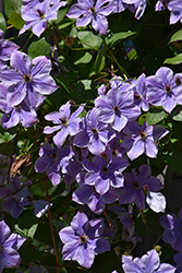 Skyfall Clematis (Clematis 'Skyfall') at Lakeshore Garden Centres