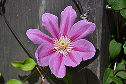 Pink Beauty Clematis (Clematis 'Pink Beauty') at Lakeshore Garden Centres