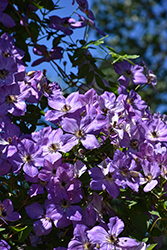 Morning Sky Clematis (Clematis 'Morning Sky') at Lakeshore Garden Centres