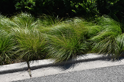 White-tinged Sedge (Carex albicans) at Lakeshore Garden Centres