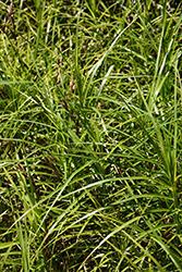 Palm Sedge (Carex muskingumensis) at Lakeshore Garden Centres