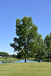 Siouxland Poplar (Populus deltoides 'Siouxland') at Lakeshore Garden Centres
