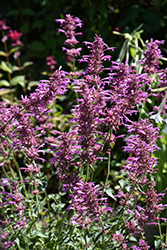 Tutti Frutti Hyssop (Agastache 'Tutti Frutti') at Lakeshore Garden Centres