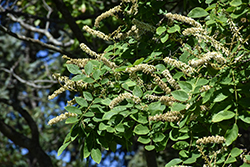 Summerfrost Amur Maackia (Maackia amurensis 'Summerfrost') at Lakeshore Garden Centres
