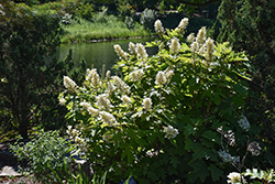Autumn Reprise Hydrangea (Hydrangea quercifolia '1925querrep') at Lakeshore Garden Centres