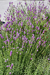 Purple Prairie Clover (Dalea purpurea) at Lakeshore Garden Centres
