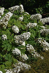 Jetstream Hydrangea (Hydrangea quercifolia 'PIIHQ-I') at Lakeshore Garden Centres