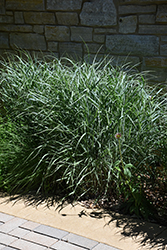 Switch Grass (Panicum virgatum) at Lakeshore Garden Centres