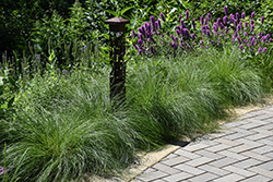 Pennsylvania Sedge (Carex pensylvanica) at Lakeshore Garden Centres