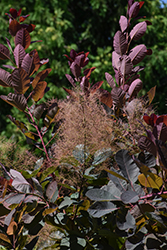 Dusky Maiden Smokebush (Cotinus coggygria 'Londus') at Lakeshore Garden Centres