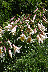 Regal Lily (Lilium regale) at Lakeshore Garden Centres