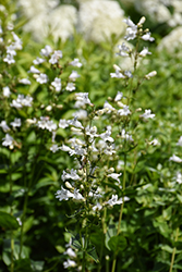 Foxglove Beardtongue (Penstemon digitalis) at Lakeshore Garden Centres