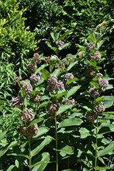 Common Milkweed (Asclepias syriaca) at Lakeshore Garden Centres