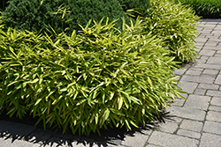 Dwarf Greenstripe Bamboo (Pleioblastus viridistriatus) at Lakeshore Garden Centres