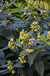 Butterfly Southern Bush Honeysuckle (Diervilla sessilifolia 'Butterfly') at Lakeshore Garden Centres