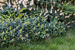 Butterfly Southern Bush Honeysuckle (Diervilla sessilifolia 'Butterfly') at Lakeshore Garden Centres