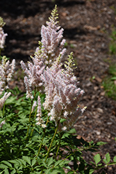 Milk and Honey Astilbe (Astilbe chinensis 'Milk and Honey') at Lakeshore Garden Centres