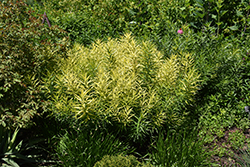Butterscotch Blue Star (Amsonia hubrichtii 'Butterscotch') at Lakeshore Garden Centres