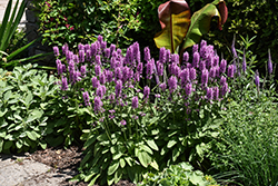 Hummelo Betony (Stachys monieri 'Hummelo') at Lakeshore Garden Centres