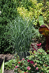 Prairie Dog Switch Grass (Panicum virgatum 'Prairie Dog') at Lakeshore Garden Centres