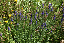 Hyssop (Hyssopus officinalis) at Lakeshore Garden Centres