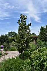 Sweet Street Linden (Tilia americana 'Kromm') at Lakeshore Garden Centres